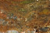 Colorful, Polished Petrified Wood (Araucarioxylon) - Arizona #147912-1